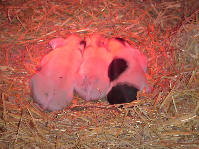 Nyfødte grise